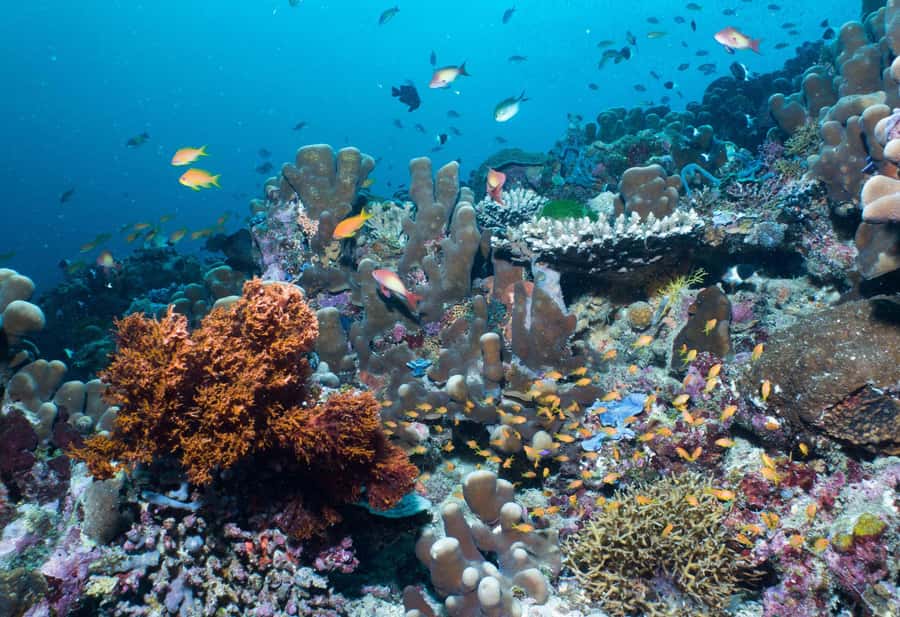 Discover Tumbatu Island: Private Snorkeling Adventure - Fruit, water, and a simple beach finish