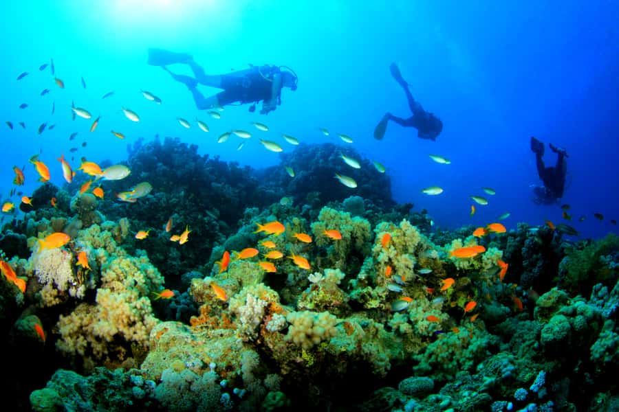 Discover Tumbatu Island: Private Snorkeling Adventure - Who will enjoy this private outing?
