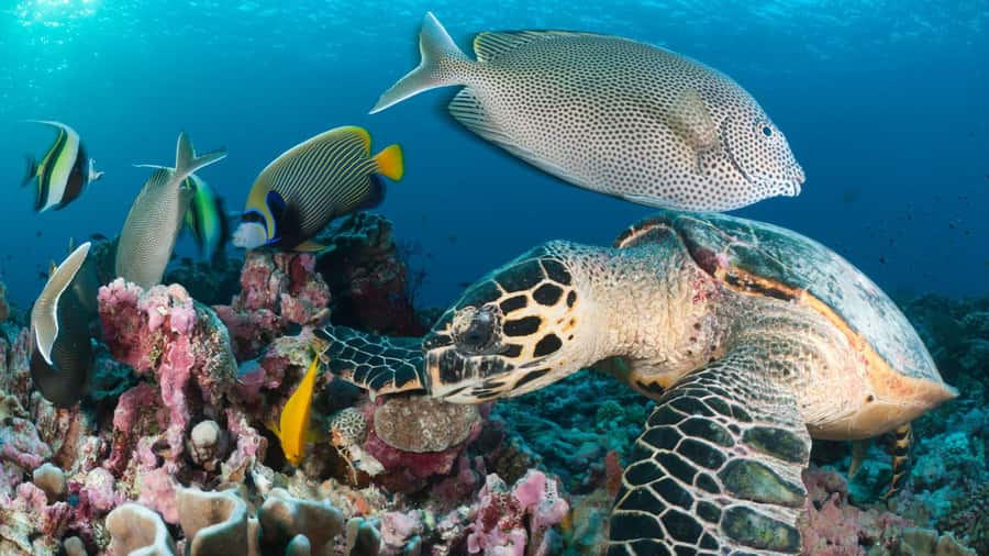 Discover Tumbatu Island: Private Snorkeling Adventure - What Tumbatu means for your day