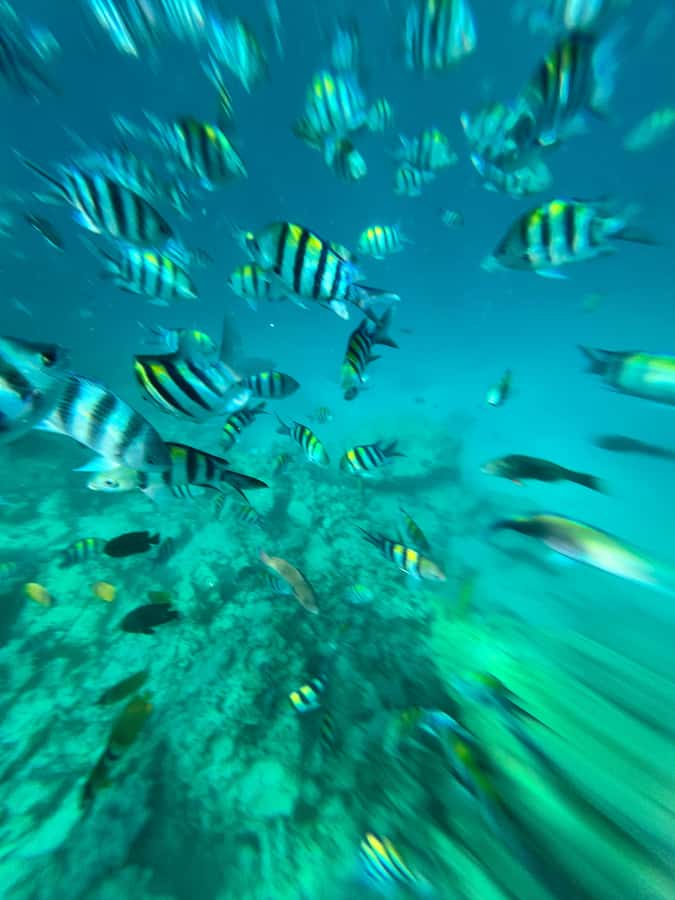 Dolphin, Snorkeling,Turtles and SunSet Cruise with Lunch - One long day across Zanzibar’s southern waters