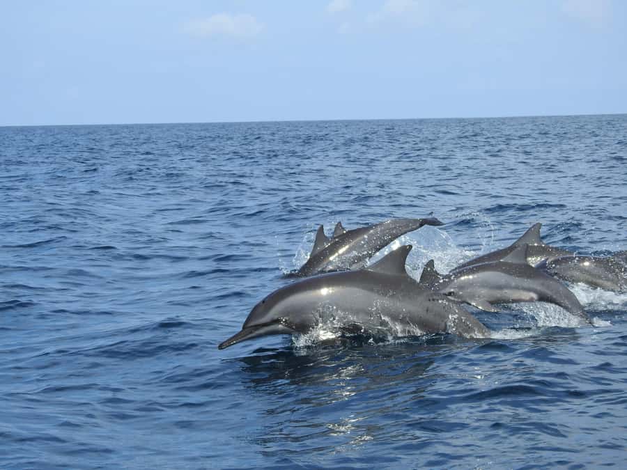 Dolphin, Snorkeling,Turtles and SunSet Cruise with Lunch - Snorkeling over coral and colorful fish