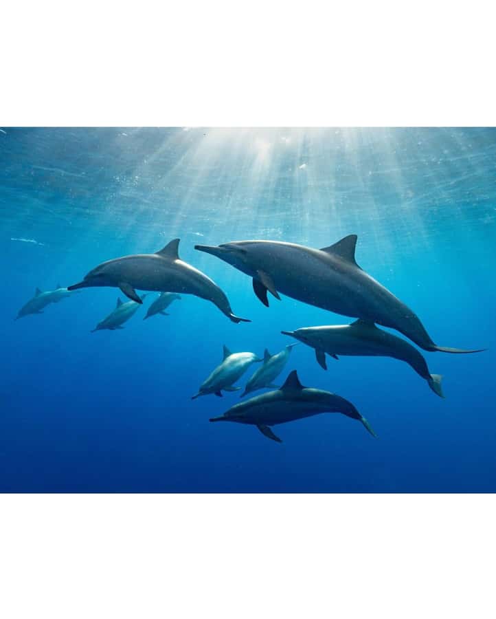 Dolphin tour at kizimkazi and Salaam cave - Key points to know before you book