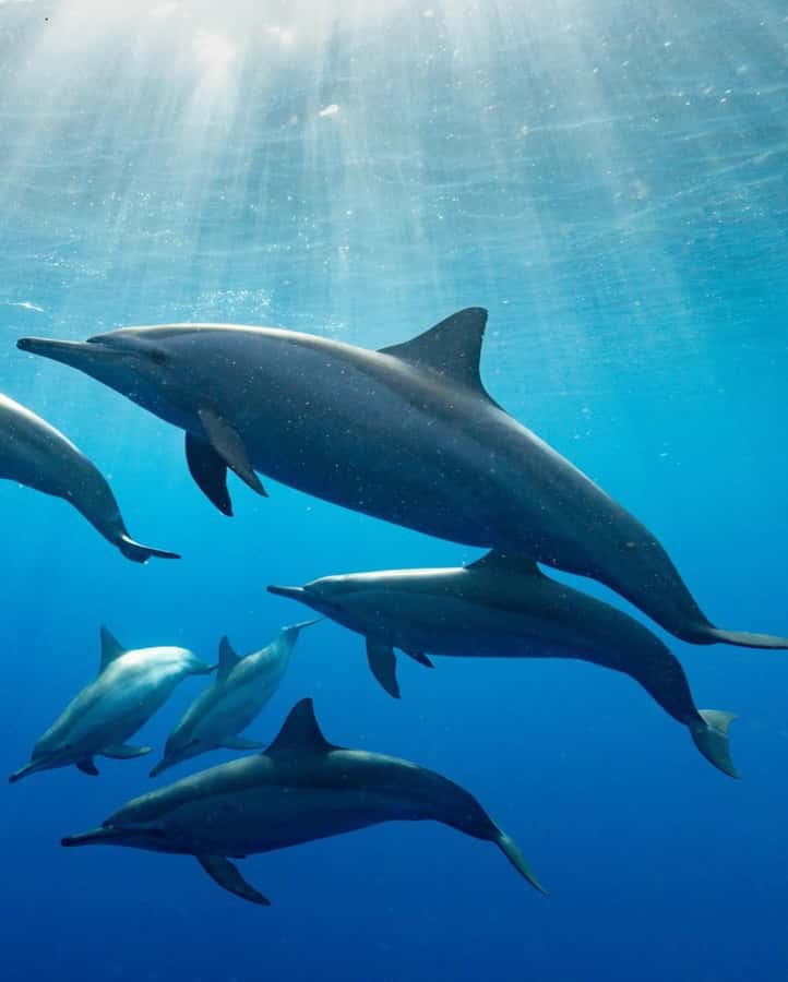Dolphin tour at kizimkazi and Salaam cave - Swimming and snorkeling in the Indian Ocean