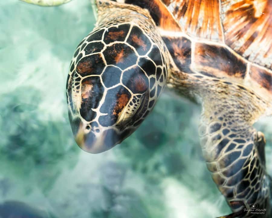 Dolphin tour at kizimkazi and Salaam cave - Should you book this Kizimkazi and Salaam Cave tour?