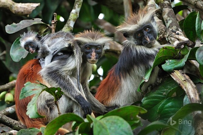 Dolphin tour, Jozani Forest, Jambiani Kuza Cave, Paje Beach &The Rock restaurent - Five things to know before you book