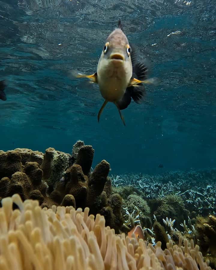 Dolphin tour + snorkeling at Pungume island and sandbak BBQ - Coral fish at Pungume Island