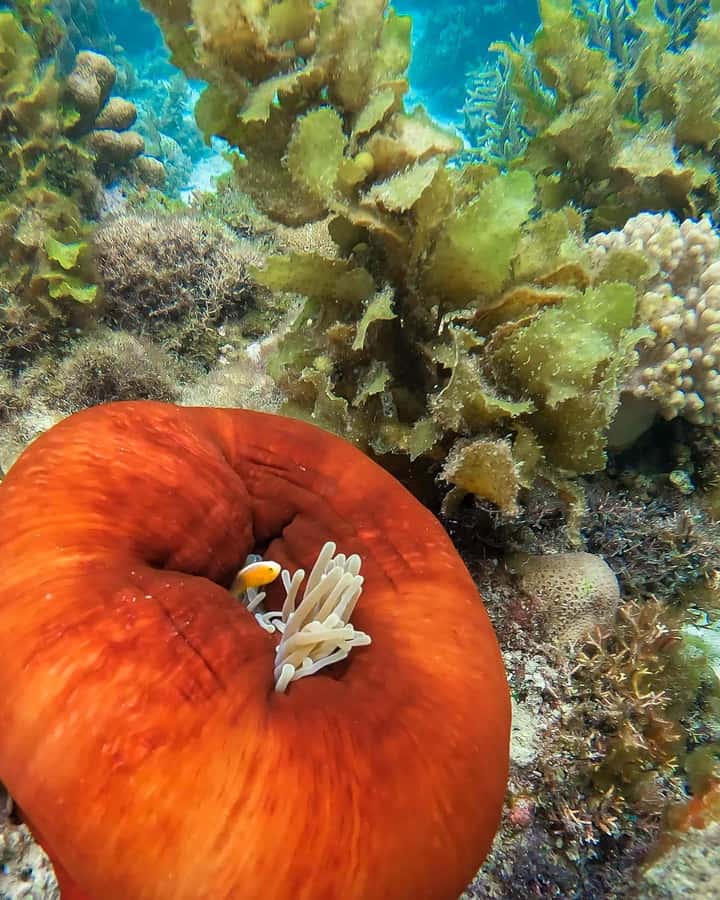 Dolphin tour + snorkeling at Pungume island and sandbak BBQ - Practical tips for a smoother morning