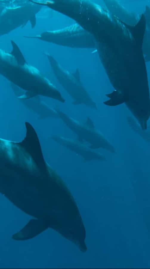 Dolphins in Mnemba Island, Sea Turtles & Rock Restaurant - A natural lagoon brings you close to sea turtles