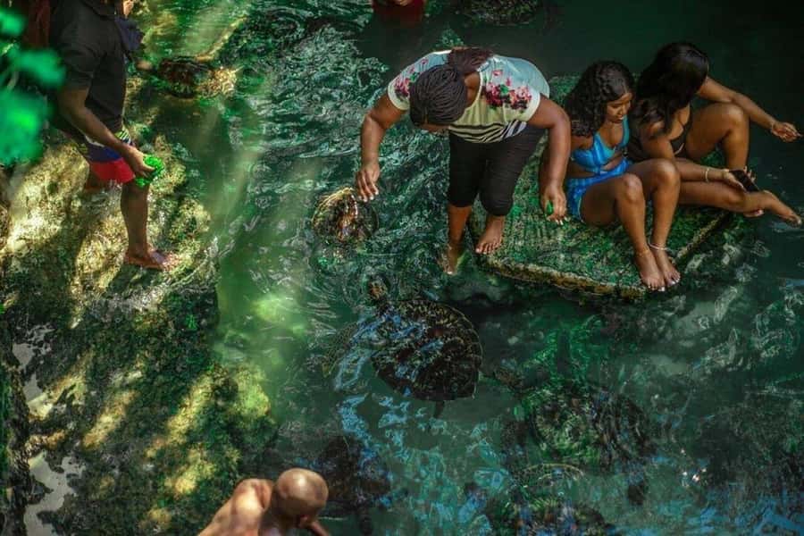 Dolphins in Mnemba Island, Sea Turtles & Rock Restaurant - The Rock Restaurant adds Zanzibar’s famous photo stop
