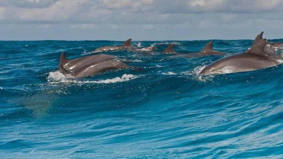 Dolphins & Snorkeling Zanzibar: Mnemba Island Tour - Key points to know before you book