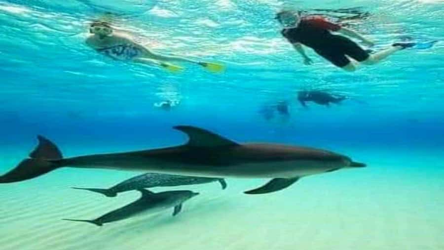 Dolphins & Snorkeling Zanzibar: Mnemba Island Tour - The one-hour search for dolphins
