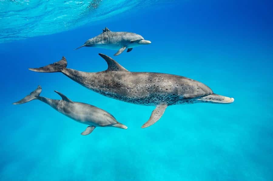 Dolphins tour and turtles swimming in kizimkazi - Key points to know before booking