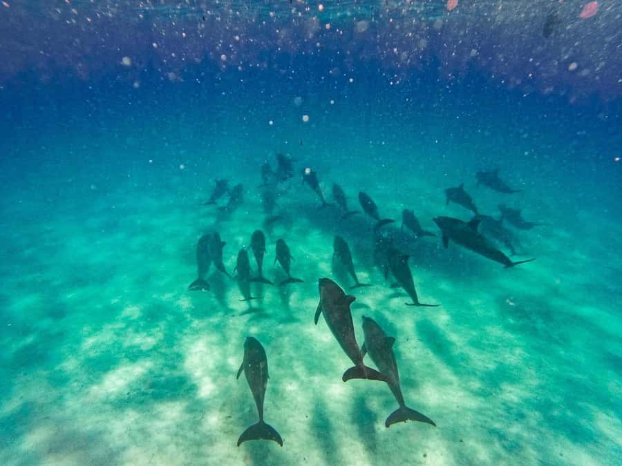 Dolphins tour and turtles swimming in kizimkazi - What this Kizimkazi boat trip is really about
