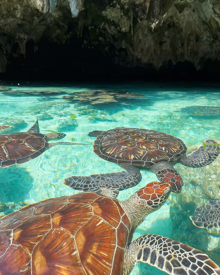 Dolphins tour and turtles swimming in kizimkazi - Hotel pickup makes the south coast easier