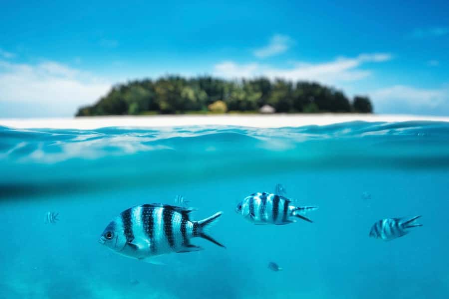 Dolphins tour + mnemba island snorkeling + salaam turles - Mnemba Atoll snorkeling for about 90 minutes