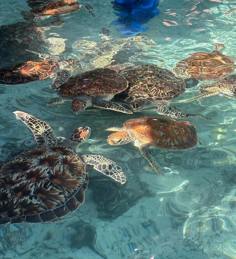 Dolphins tour + mnemba island snorkeling + salaam turles - Salaam Cave Aquarium and the sea turtles