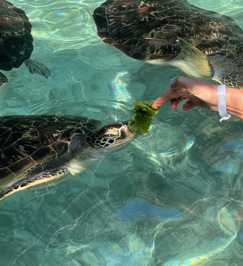 Dolphins tour + mnemba island snorkeling + salaam turles - Timing, transport, and the six-hour promise