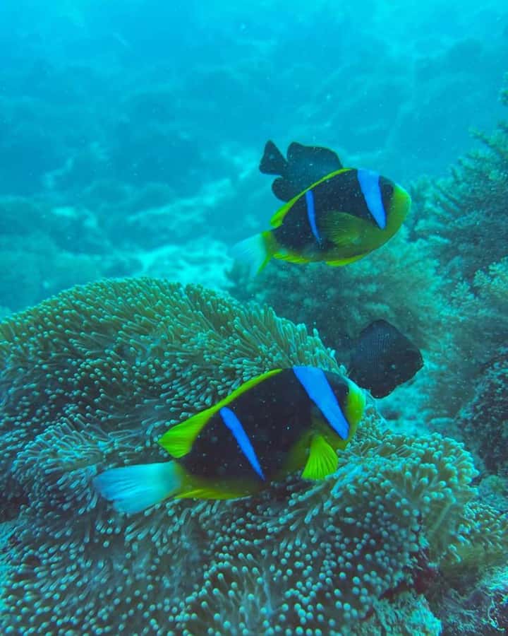 Dolphins tour + mnemba island snorkeling + salaam turles - Guides, languages, and the level of service