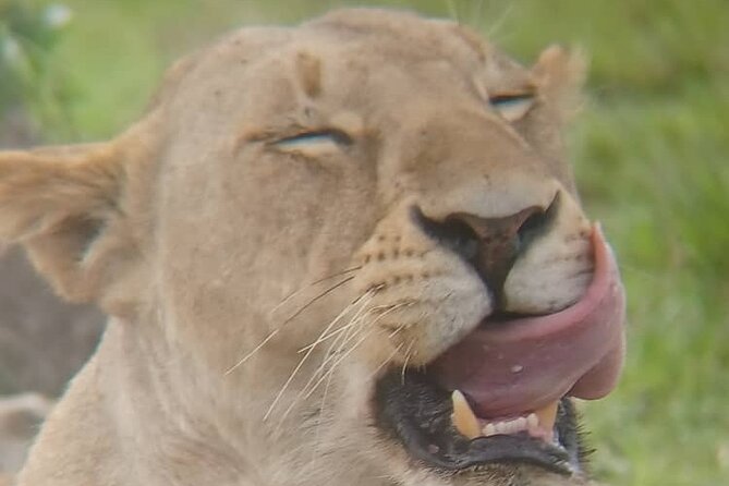 Elephant Safari Tanzania 4 Days **Sustainable Approach to Travel - What $1,500 covers on this Tanzania safari