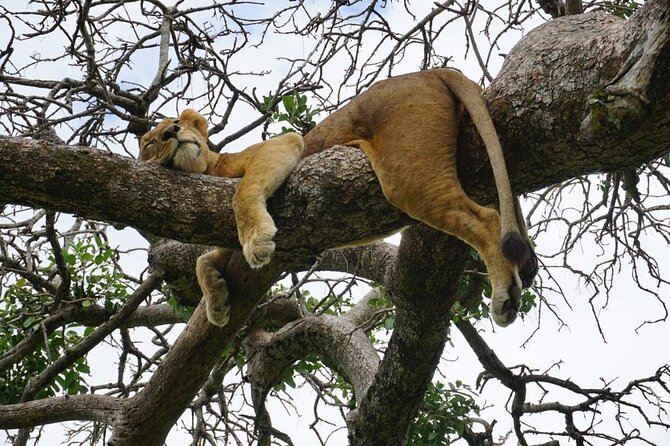 Elephant Safari Tanzania 4 Days **Sustainable Approach to Travel - Day three: the full Serengeti safari day