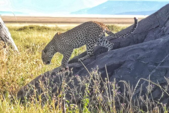 Elephant Safari Tanzania 4 Days **Sustainable Approach to Travel - The guide and vehicle shape the whole experience