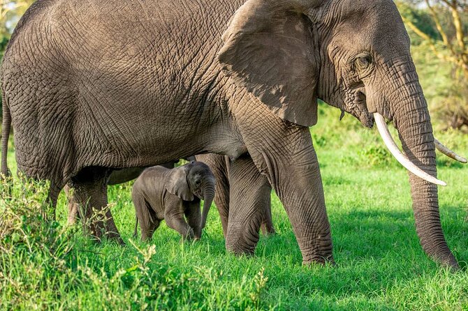 Elephant Safari Tanzania 4 Days **Sustainable Approach to Travel - Camping, meals, and the comfort level