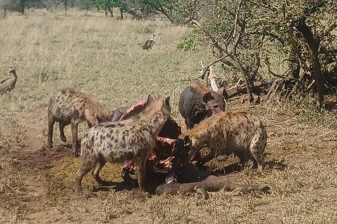 Elephant Safari Tanzania 4 Days **Sustainable Approach to Travel - Who will get the most from this four-day route