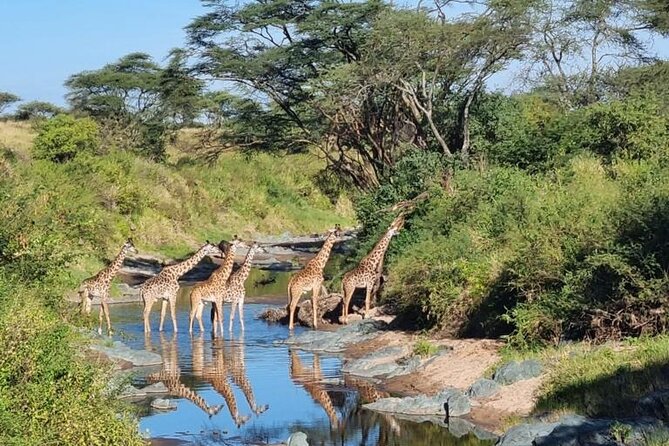 Elephant Safari Tanzania 4 Days **Sustainable Approach to Travel - Day two: crossing into the Serengeti