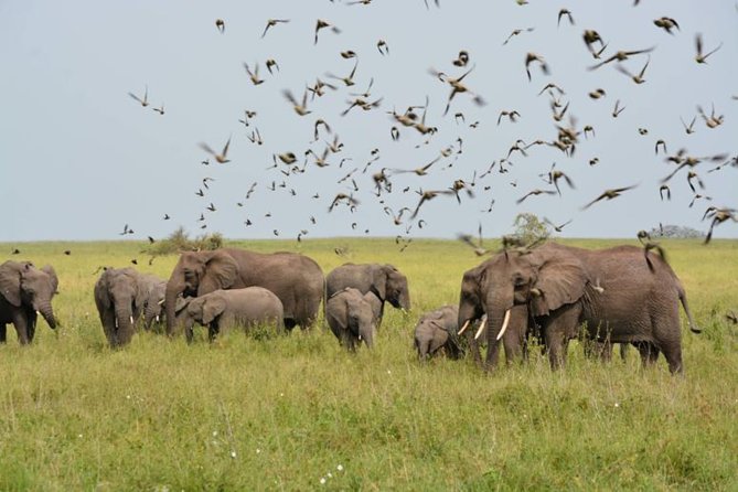 Embark on a 5-day camping safari adventure. - Why this northern Tanzania route works