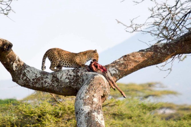 Embark on a 5-day camping safari adventure. - Camping, meals, and daily comfort