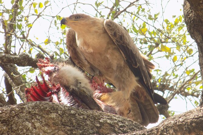 Enjoy a Private Day Trip to Lake Manyara National Park. - Why Lake Manyara Works as a One-Day Safari