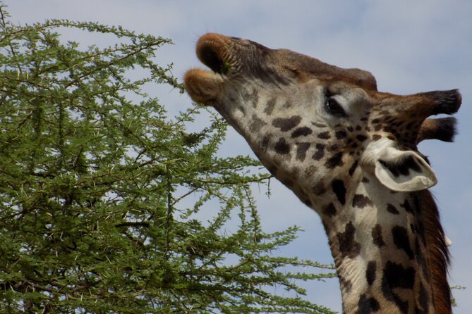 Enjoy a Private Day Trip to Lake Manyara National Park. - Birds and the Smaller Details