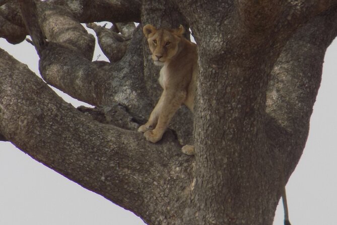 Enjoy a Private Day Trip to Lake Manyara National Park. - The Possible Masai Village Visit