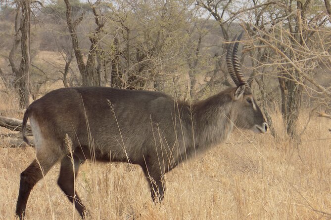Enjoy a Private Day Trip to Lake Manyara National Park. - What the $350 Price Really Covers