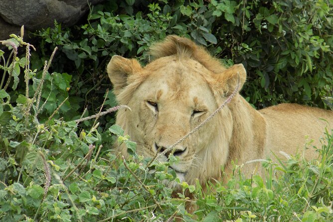 Enjoy a Private Day Trip to Lake Manyara National Park. - Who Will Get the Most From This Day