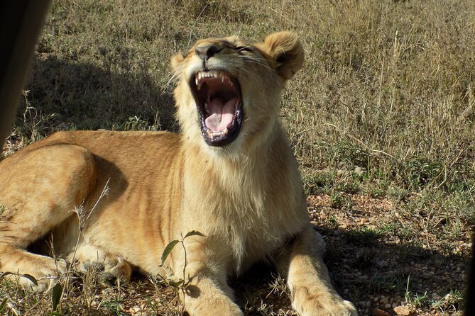 Enjoy a Private Day Trip to Lake Manyara National Park. - The 7:00 to 7:30 AM Start From Arusha