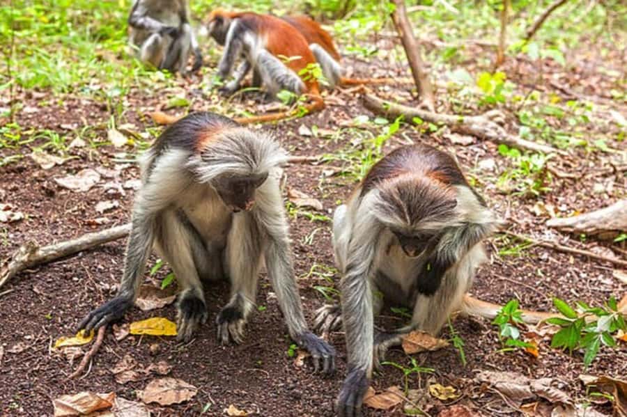 Explore Jozani Forest and Zanzibar Spice Farm - Key points at a glance