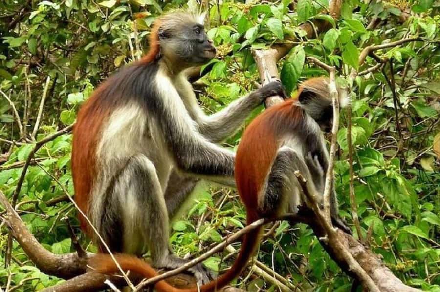 Explore Jozani Forest and Zanzibar Spice Farm - The drive to Jozani Forest