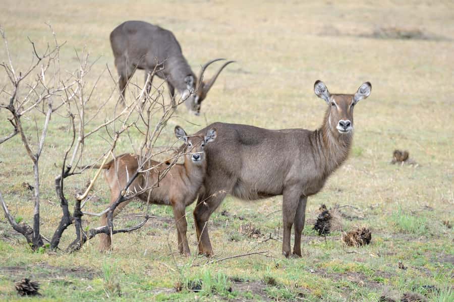 From Arusha: 1 Day Arusha National Park Guided Safari Trip - Key points to know before booking