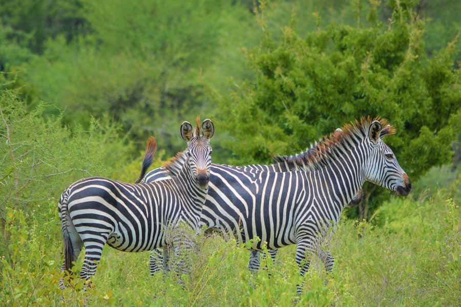 From Arusha: 1 Day Arusha National Park Guided Safari Trip - Why Arusha National Park makes a smart short safari