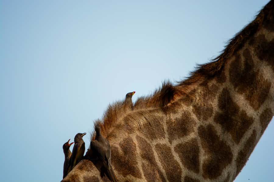 From Arusha: 1 Day Arusha National Park Guided Safari Trip - A game drive shaped by forest, lakes, and Mount Meru