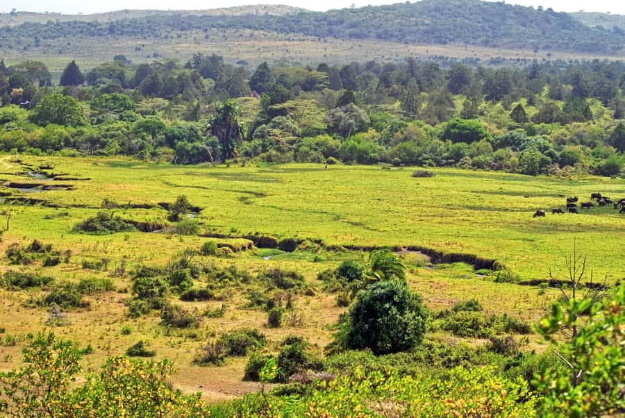 From Arusha: 1 Day Arusha National Park Guided Safari Trip - Booking details that matter