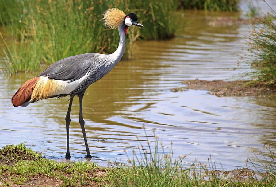 From Arusha: 1 Day Arusha National Park Guided Safari Trip - Leaving Arusha for the park