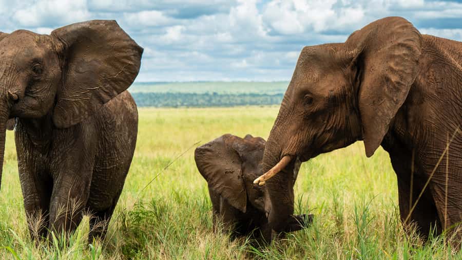 From Arusha: 2-Day Safari Through Tarangire and Lake Manyara - What makes this two-day safari special