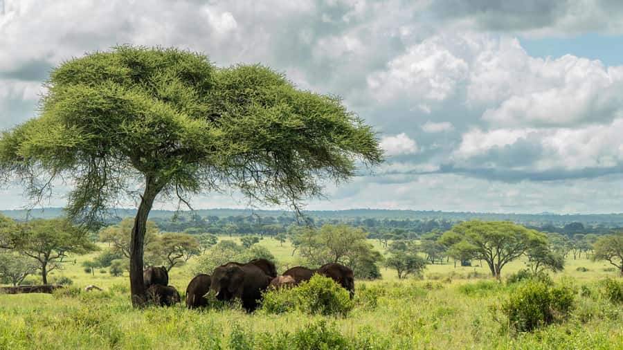 From Arusha: 2-Day Safari Through Tarangire and Lake Manyara - Lake Manyara’s second safari day