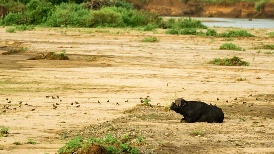 From Arusha: 2-Day Safari Through Tarangire and Lake Manyara - Who will enjoy this safari most