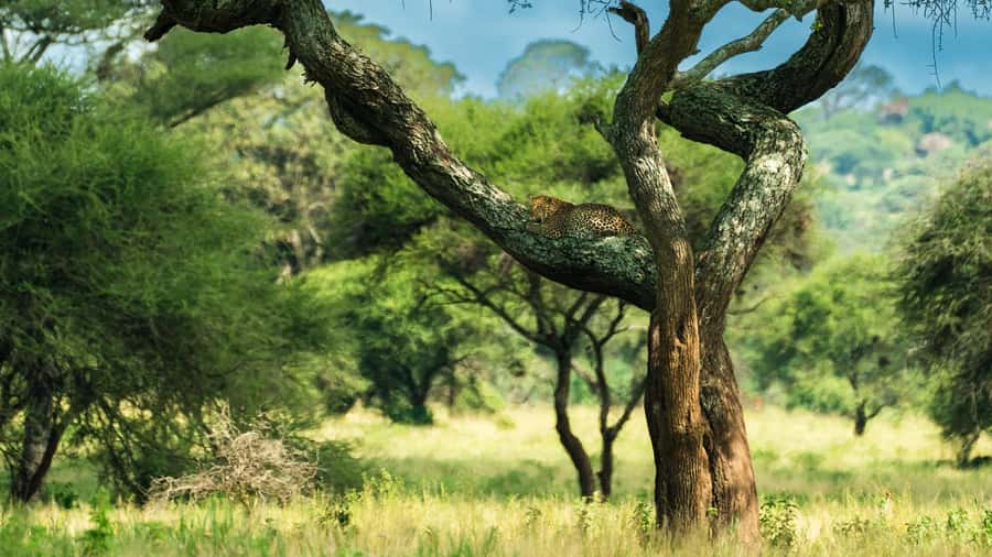 From Arusha: 2-Day Safari Through Tarangire and Lake Manyara - Practical advice before departure
