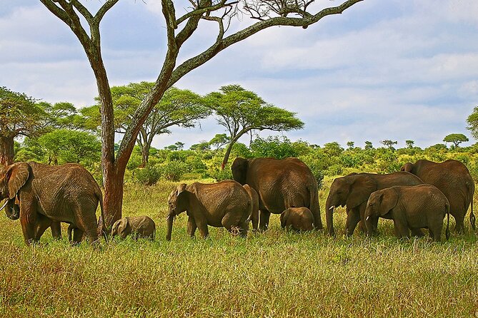 From Arusha : 3 Days Private Safari Tarangire N.P and Serengeti - Day 1: From Arusha to Tarangire’s Elephant Country