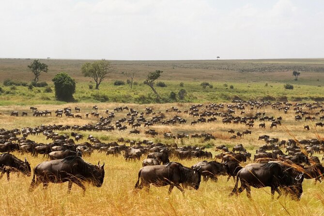 From Arusha : 3 Days Private Safari Tarangire N.P and Serengeti - Day 2: Through Maasai Country to the Serengeti