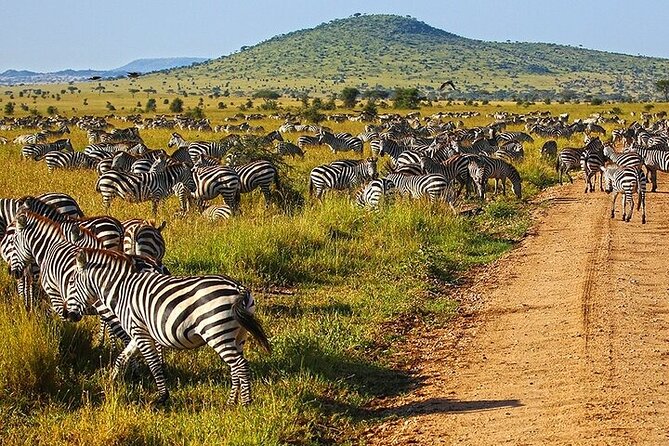 From Arusha: 5 Days Classic Safari Cats, Calves & Crater - Day 1: Tarangire’s baobabs and elephant herds